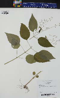 Circaea canadensis image