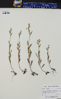 Oenothera perennis image