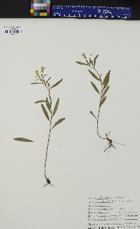 Oenothera perennis image