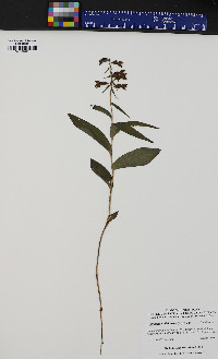 Epipactis helleborine image