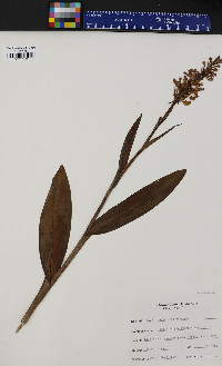 Platanthera psycodes image