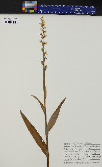 Platanthera dilatata image