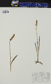 Spiranthes cernua image