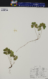 Oxalis montana image