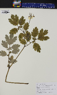 Chelidonium majus image