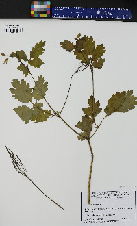 Chelidonium majus image