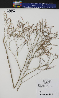 Limonium carolinianum image