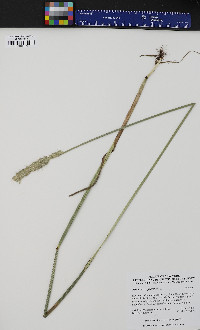 Alopecurus pratensis image