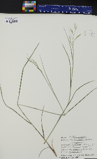 Danthonia compressa image