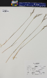 Deschampsia flexuosa image