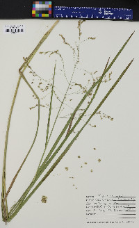 Glyceria canadensis image