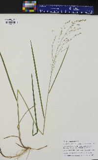 Glyceria canadensis image