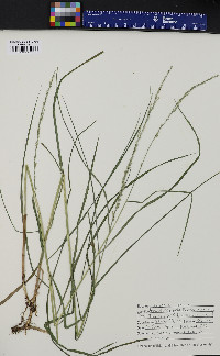 Glyceria melicaria image