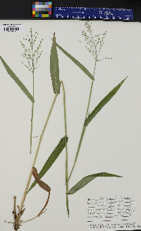 Panicum clandestinum image