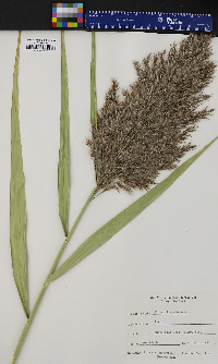 Phragmites australis image