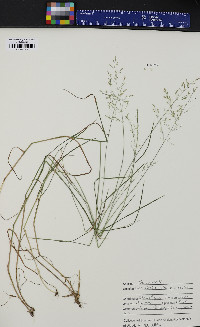 Poa nemoralis image