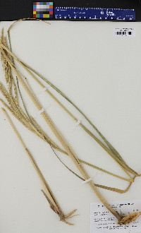 Spartina pectinata image