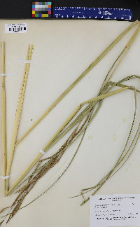 Spartina pectinata image