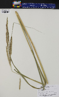 Spartina pectinata image