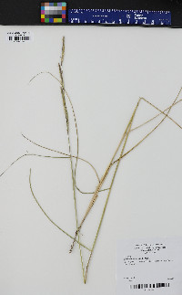 Spartina patens image