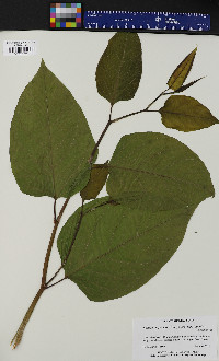 Reynoutria japonica image