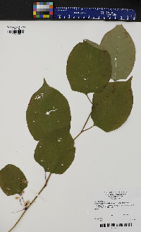 Reynoutria japonica image