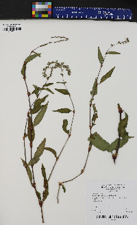 Persicaria hydropiper image