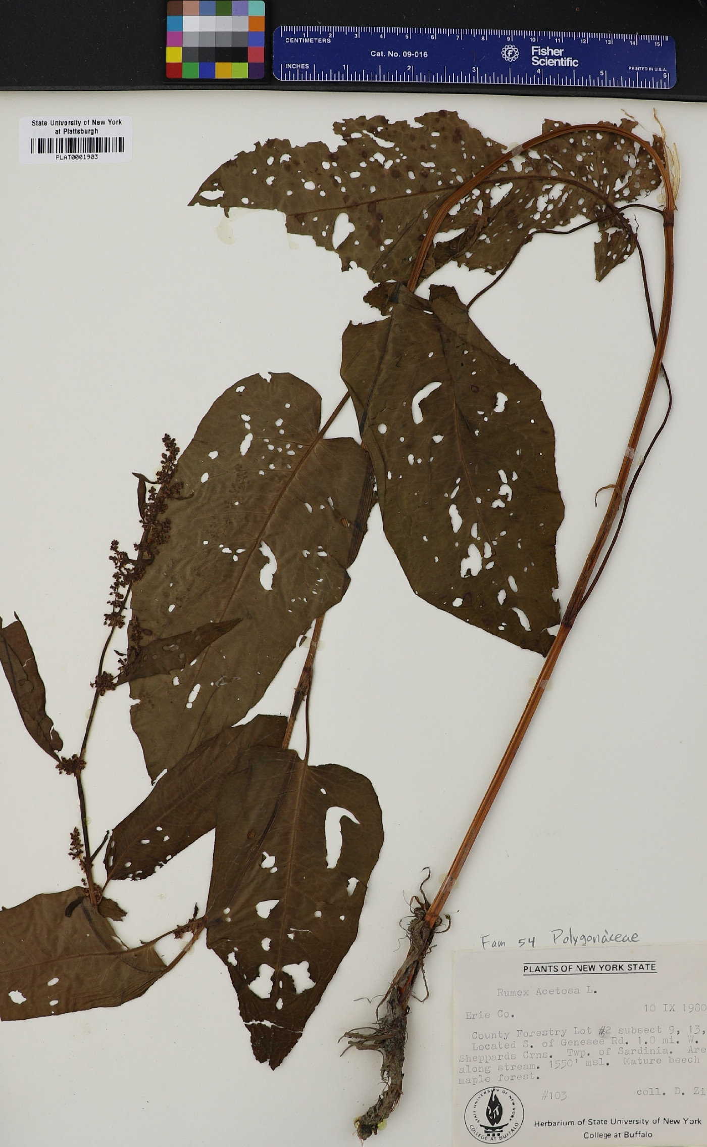 Rumex acetosa image