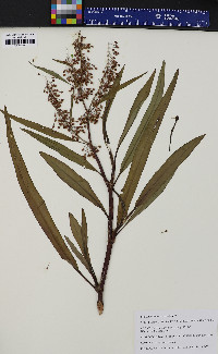 Rumex verticillatus image