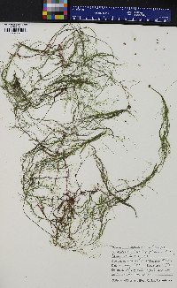 Potamogeton confervoides image