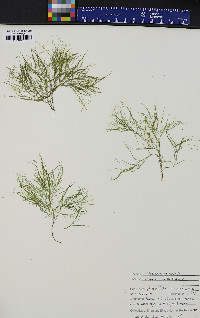 Potamogeton confervoides image