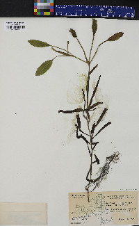Potamogeton epihydrus var. ramosus image