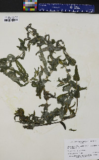 Potamogeton richardsonii image