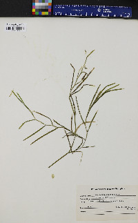 Potamogeton zosteriformis image