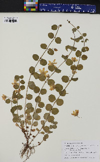 Lysimachia nummularia image