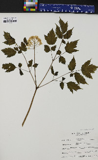 Actaea rubra image