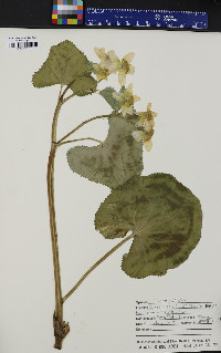 Caltha palustris image