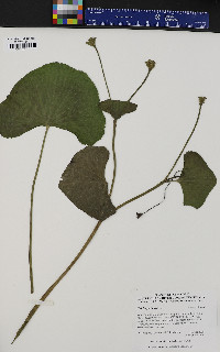 Caltha palustris image