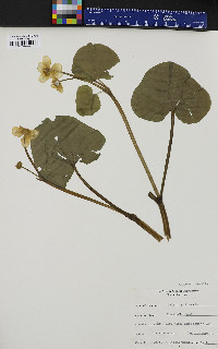 Caltha palustris image