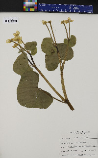 Caltha palustris image