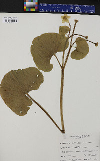 Caltha palustris image