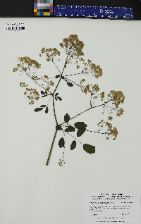 Thalictrum pubescens image