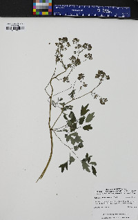 Thalictrum pubescens image