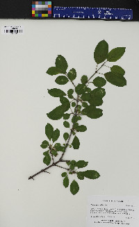 Rhamnus cathartica image