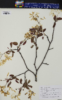 Amelanchier laevis image