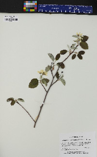 Amelanchier spicata image