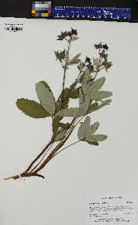 Comarum palustre image