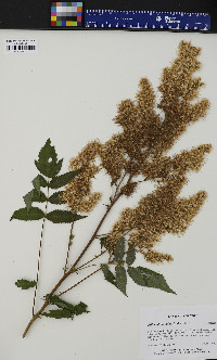 Filipendula vulgaris image