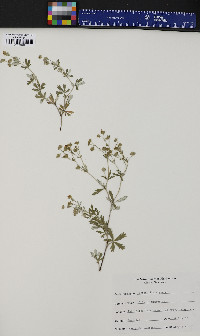 Potentilla argentea image