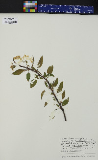 Prunus pensylvanica image